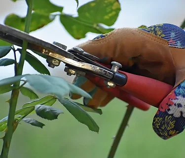 UC Master Gardener Talk: Pruning 101