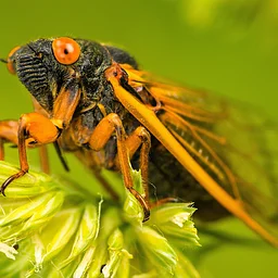 Cicada Pinning Class