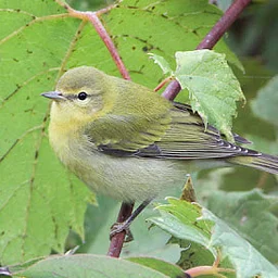 August Summer Birding