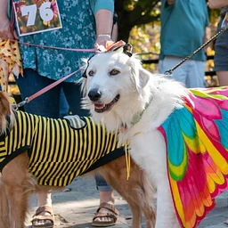 Tricks-n-Treats Dog Festival