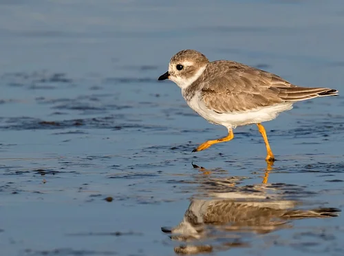 Birding West Dennis Beach with Naturalists MJ Foti & Dann Jung
