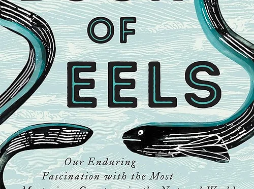 The Whaling Museum presents Beyond the Book: The Book of Eels