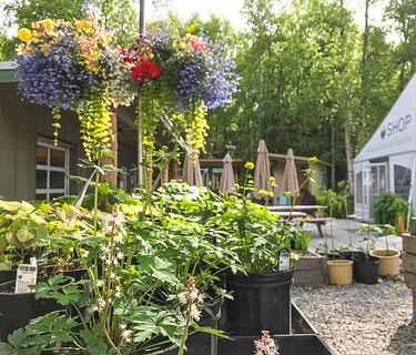 Summer Plant Sale begins!