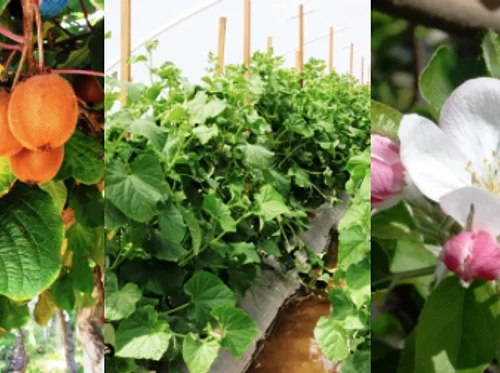 Virginia Avenue Park/Pico Boulevard Farmers Market