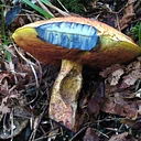 TRY IT! Beginner’s Mushroom Walk at Barking Slopes