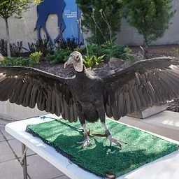 International Vulture Awareness Day