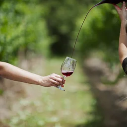 Elevated Vineyard Tour & Tasting