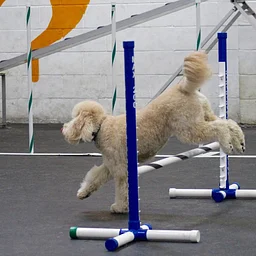 All Dogs Frolick After Dark