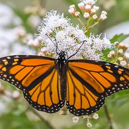 Texas Pollinator BioBlitz
