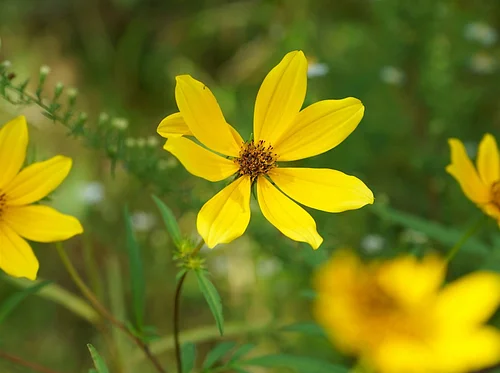 Member Exclusive: Wildflower Wander