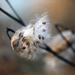 Native Plant Seed Cleaning and Stratification