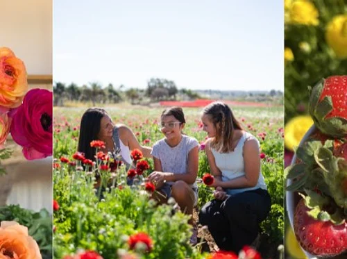 Ranunculus U-Pick and Strawberry U-pick Easter Weekend