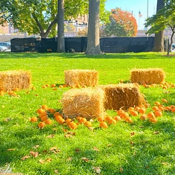 Pumpkin Patch