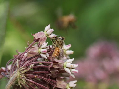 The Buzz on Bees