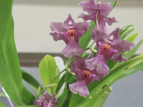 Beautiful Flowering Oncidiums: Meet the Dancing Ladies