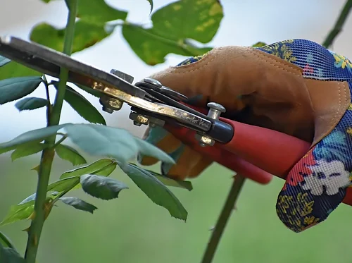 UC Master Gardener Talk: Pruning 101