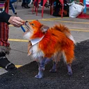 Howl-O-Ween Dog Costume Contest