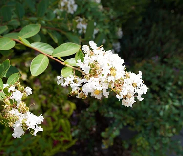 Plant Poetry: Writer’s Circle
