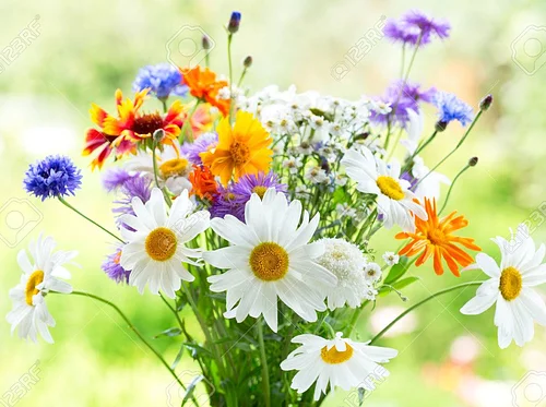 Local Vegies Day at the Farmer’s Market – July 18th