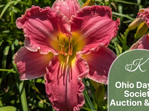 Ohio Daylily Society Auction & Sale