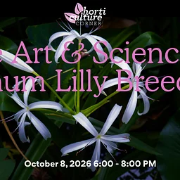 Horticulture Corner: The Art and Science of Crinum Lily Breeding