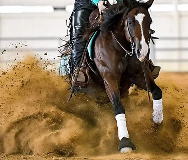 Rookie Spectacular & TRFAM Qualifier – SFRHA Horse Show