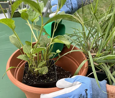 Designing and Planting Native Containers: Summer Section