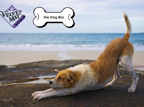 Sit, Stay, Down Dog!