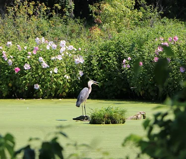 Sulky Bird Count