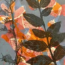 Gel-Printing from the Shaker Herb Garden