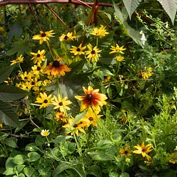 Summer Garden Tour with Horticulture Director Andi Pettis