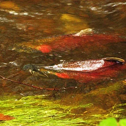 Salmon Fest