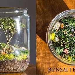 Bonsai Terrarium Workshop