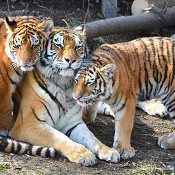 Tiger Talk