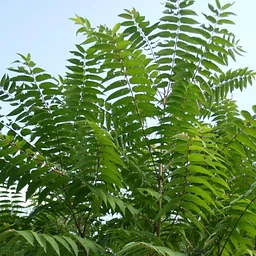 Dealing with Weeds: Invasive Plant Management with Adam Taylor