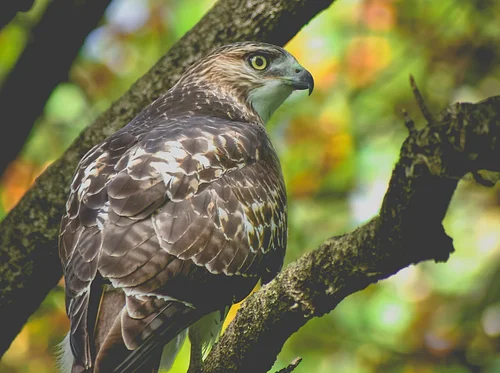 Southern Appalachian Birds Through the Seasons
