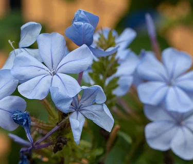 Library Cardholder Days