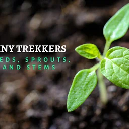 Tiny Trekkers: Seeds, Sprouts, & Stems