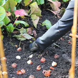 Bulbs and Fall Planting