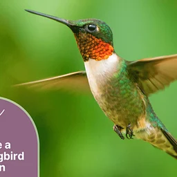 Create a Hummingbird Haven
