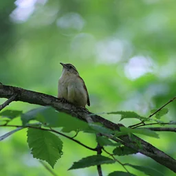 Bird and Nature Walk: Silver Lake Park