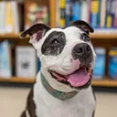 Paws to Read at Logan Heights Library