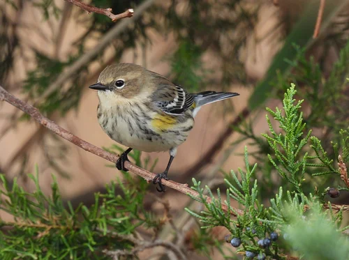 Tuesdays with Tom - Hubbard County Park