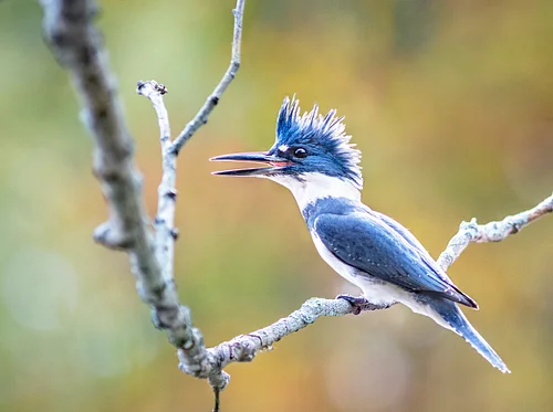 Guided Bird Walks 