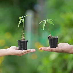 Plant Swap with the Piedmont Master Gardeners