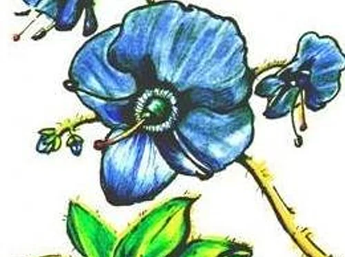 Summer Plant Sale begins!