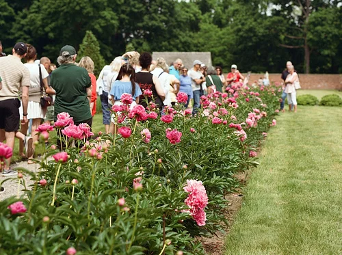 The Peony Path Tour