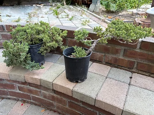 Talk: Bonsai – Looking to Start a Bonsai?