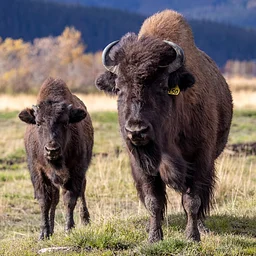 National Bison Day 2026