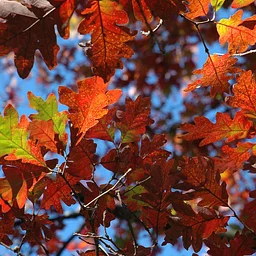 Great Oaks – a walking tour